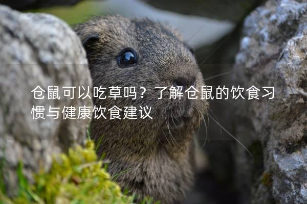 仓鼠可以吃草吗？了解仓鼠的饮食习惯与健康饮食建议