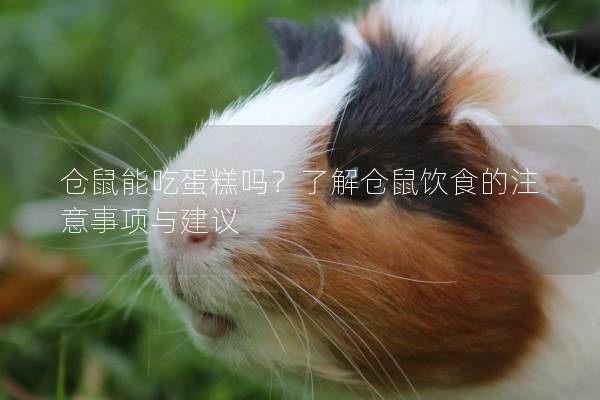 仓鼠能吃蛋糕吗？了解仓鼠饮食的注意事项与建议