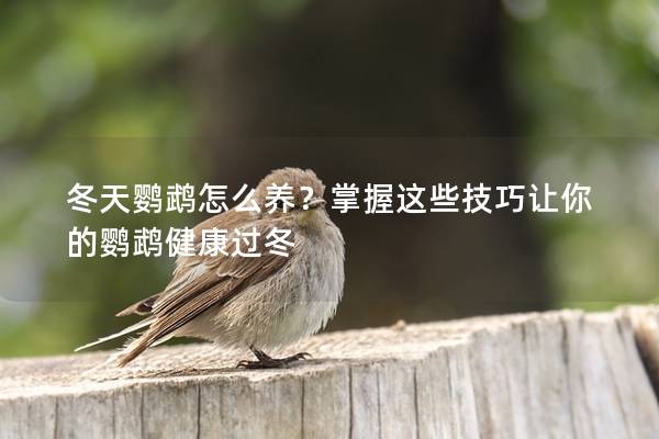 冬天鹦鹉怎么养？掌握这些技巧让你的鹦鹉健康过冬
