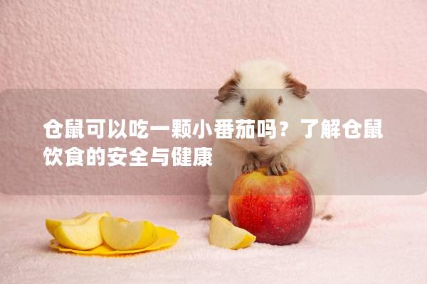 仓鼠可以吃一颗小番茄吗？了解仓鼠饮食的安全与健康