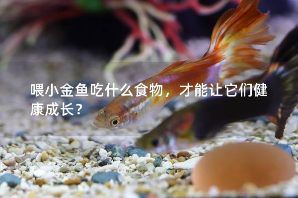 喂小金鱼吃什么食物，才能让它们健康成长？
