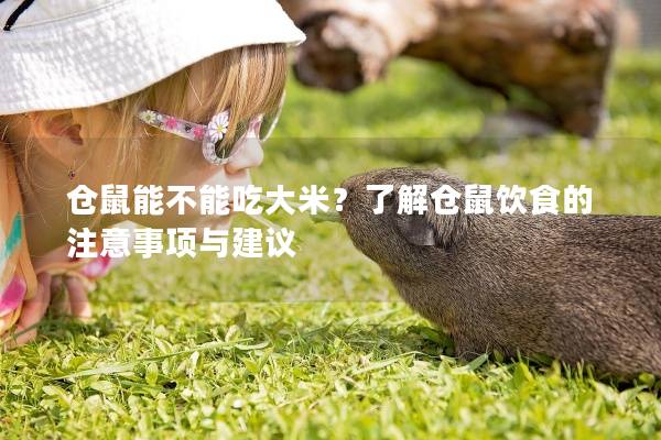 仓鼠能不能吃大米？了解仓鼠饮食的注意事项与建议