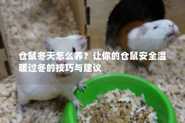 仓鼠冬天怎么养？让你的仓鼠安全温暖过冬的技巧与建议