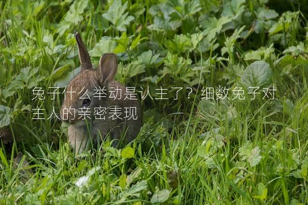 兔子什么举动是认主了？细数兔子对主人的亲密表现