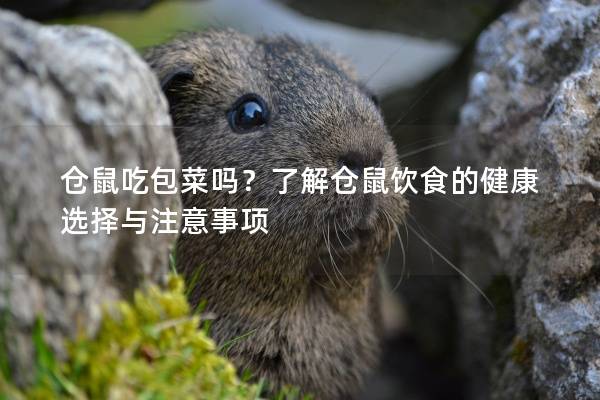 仓鼠吃包菜吗？了解仓鼠饮食的健康选择与注意事项