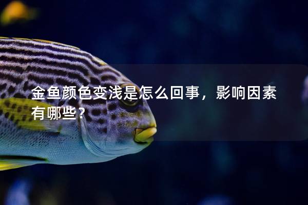 金鱼颜色变浅是怎么回事，影响因素有哪些？