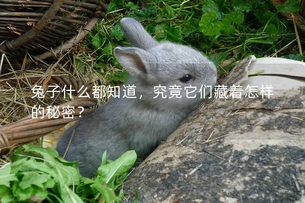 兔子什么都知道，究竟它们藏着怎样的秘密？