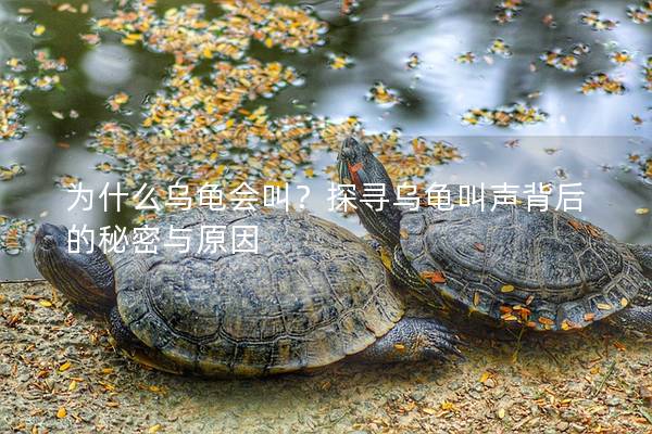 为什么乌龟会叫？探寻乌龟叫声背后的秘密与原因