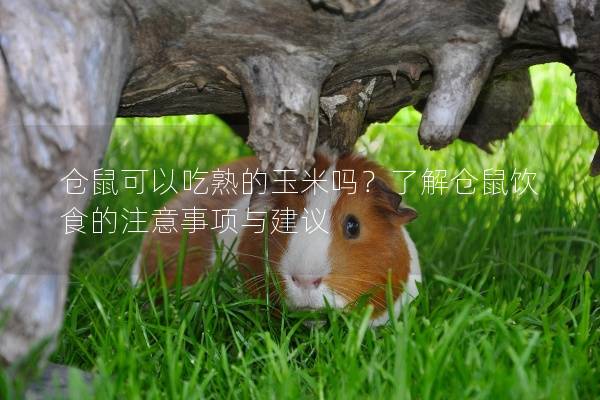 仓鼠可以吃熟的玉米吗？了解仓鼠饮食的注意事项与建议