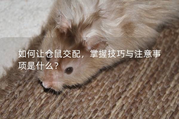 如何让仓鼠交配，掌握技巧与注意事项是什么？