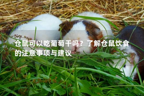 仓鼠可以吃葡萄干吗？了解仓鼠饮食的注意事项与建议