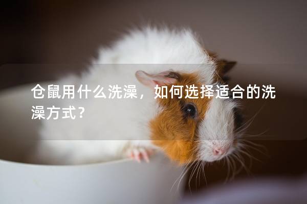 仓鼠用什么洗澡，如何选择适合的洗澡方式？