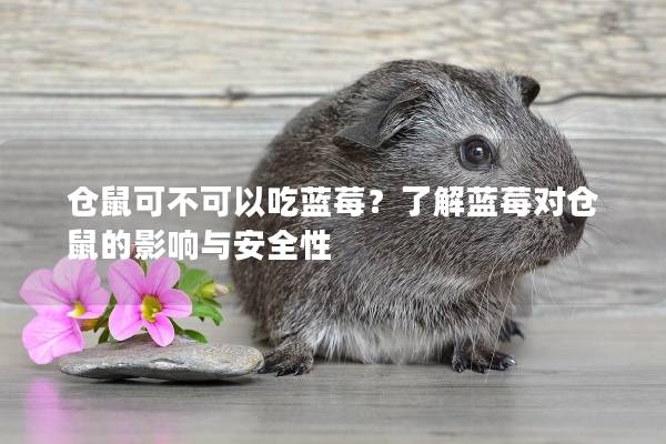 仓鼠可不可以吃蓝莓？了解蓝莓对仓鼠的影响与安全性
