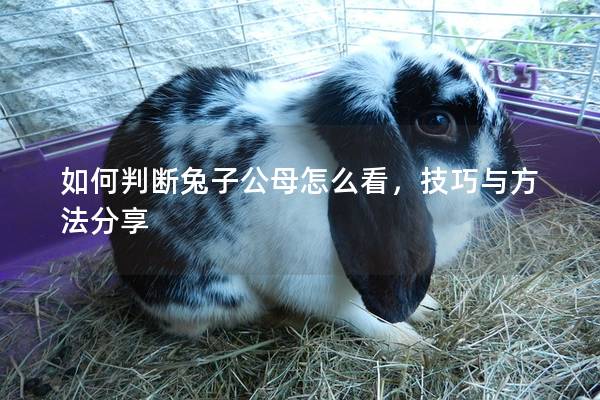 如何判断兔子公母怎么看，技巧与方法分享
