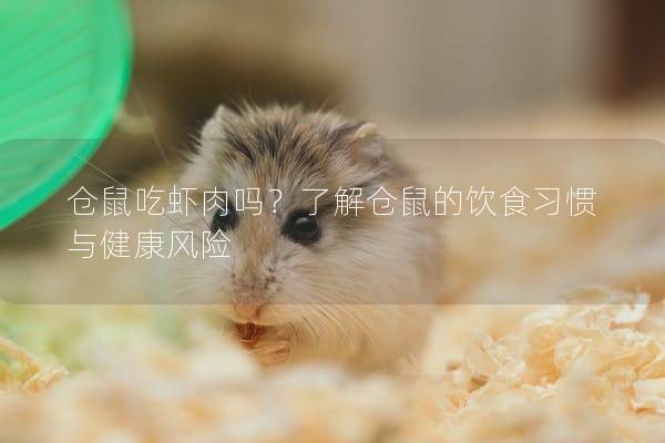 仓鼠吃虾肉吗？了解仓鼠的饮食习惯与健康风险