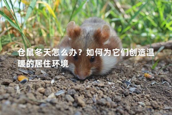 仓鼠冬天怎么办？如何为它们创造温暖的居住环境
