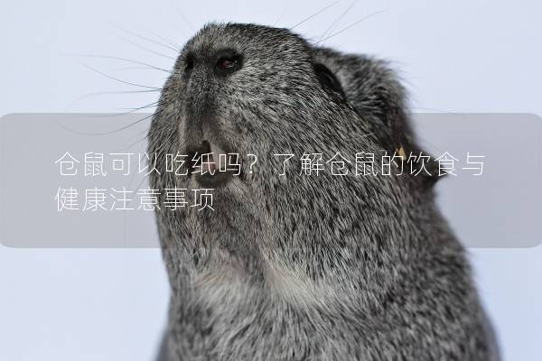 仓鼠可以吃纸吗？了解仓鼠的饮食与健康注意事项