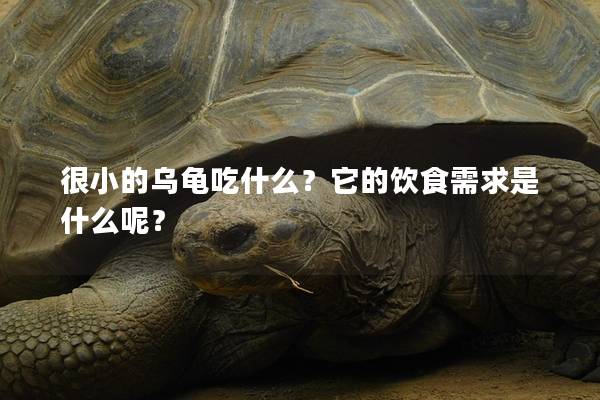 很小的乌龟吃什么？它的饮食需求是什么呢？
