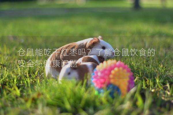 仓鼠能吃干红枣吗？了解仓鼠饮食的安全与健康问题