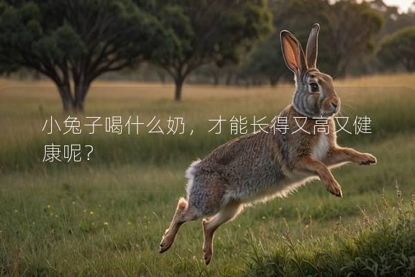 小兔子喝什么奶，才能长得又高又健康呢？