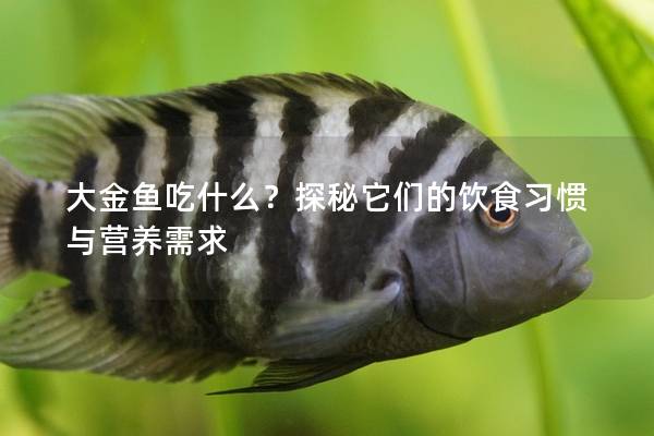 大金鱼吃什么？探秘它们的饮食习惯与营养需求