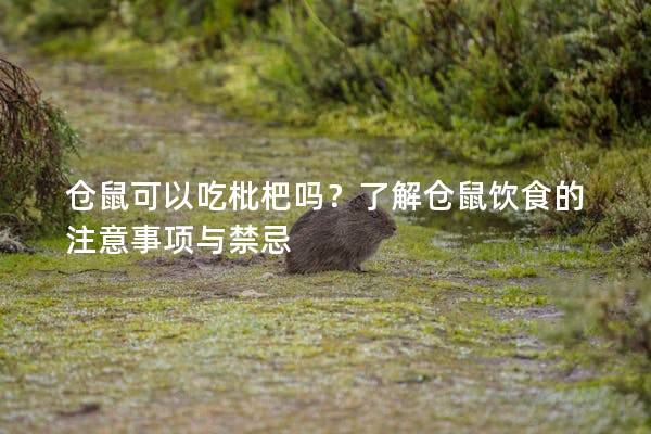 仓鼠可以吃枇杷吗？了解仓鼠饮食的注意事项与禁忌