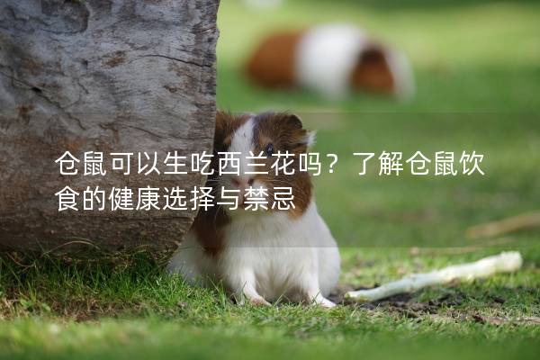 仓鼠可以生吃西兰花吗？了解仓鼠饮食的健康选择与禁忌