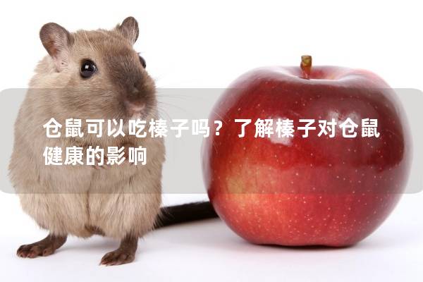 仓鼠可以吃榛子吗？了解榛子对仓鼠健康的影响