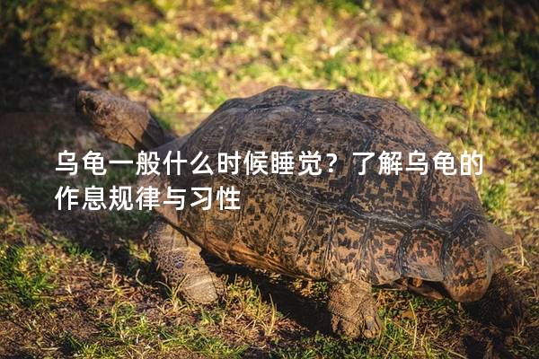 乌龟一般什么时候睡觉？了解乌龟的作息规律与习性