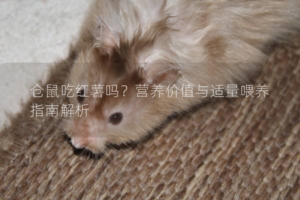 仓鼠吃红薯吗？营养价值与适量喂养指南解析