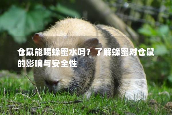 仓鼠能喝蜂蜜水吗？了解蜂蜜对仓鼠的影响与安全性