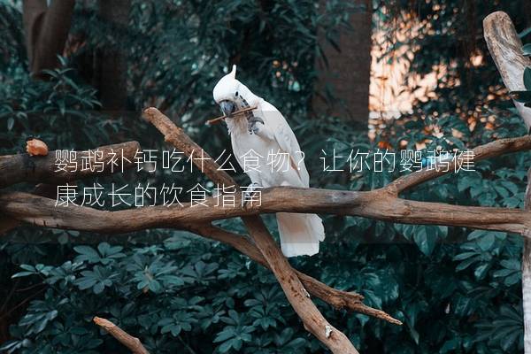 鹦鹉补钙吃什么食物？让你的鹦鹉健康成长的饮食指南