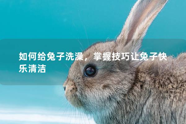 如何给兔子洗澡，掌握技巧让兔子快乐清洁