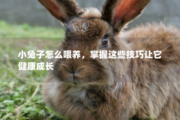 小兔子怎么喂养，掌握这些技巧让它健康成长