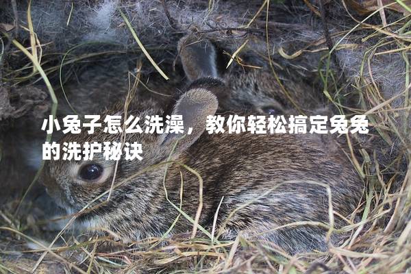 小兔子怎么洗澡，教你轻松搞定兔兔的洗护秘诀