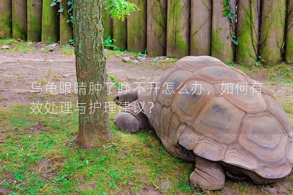 乌龟眼睛肿了睁不开怎么办，如何有效处理与护理建议？