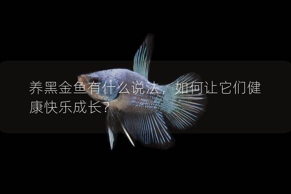 养黑金鱼有什么说法，如何让它们健康快乐成长？