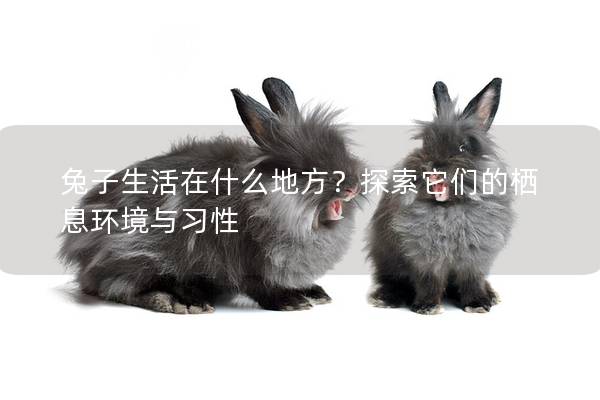 兔子生活在什么地方？探索它们的栖息环境与习性