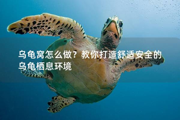 乌龟窝怎么做？教你打造舒适安全的乌龟栖息环境