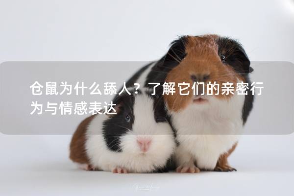 仓鼠为什么舔人？了解它们的亲密行为与情感表达