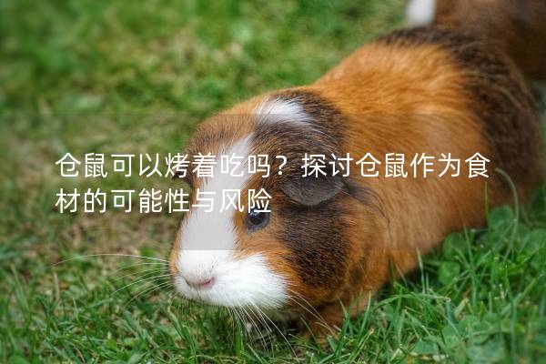 仓鼠可以烤着吃吗？探讨仓鼠作为食材的可能性与风险