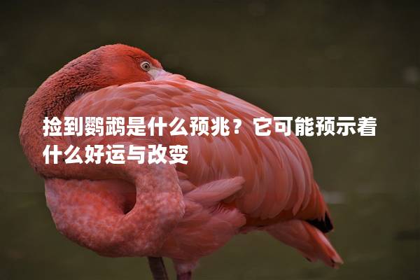 捡到鹦鹉是什么预兆？它可能预示着什么好运与改变