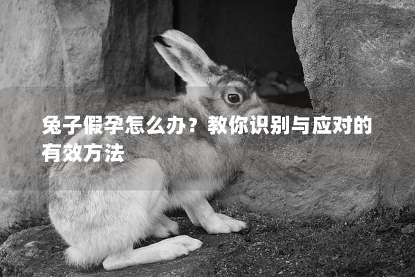 兔子假孕怎么办？教你识别与应对的有效方法
