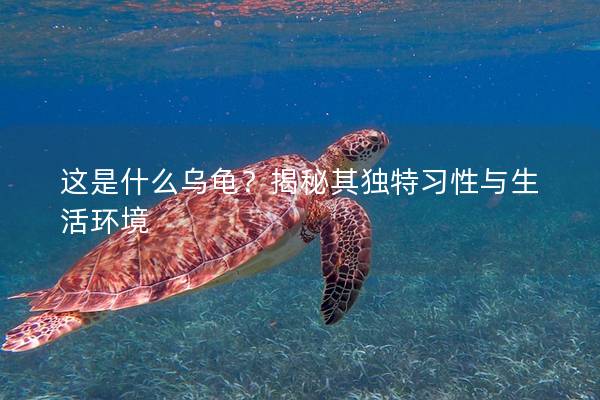 这是什么乌龟？揭秘其独特习性与生活环境