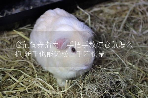 仓鼠饲养指南：手把手教你仓鼠怎么抓,新手也能轻松上手不伤鼠