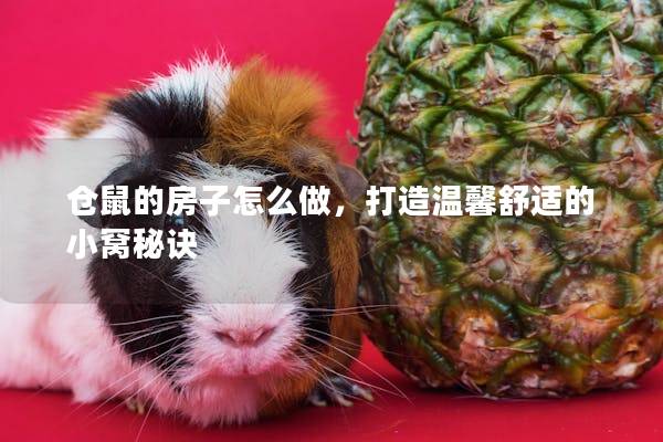 仓鼠的房子怎么做，打造温馨舒适的小窝秘诀