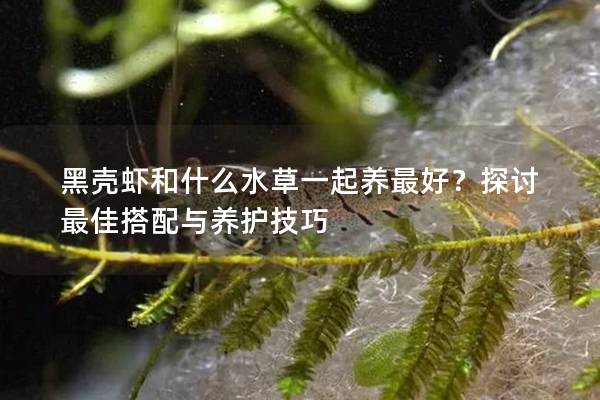 黑壳虾和什么水草一起养最好？探讨最佳搭配与养护技巧
