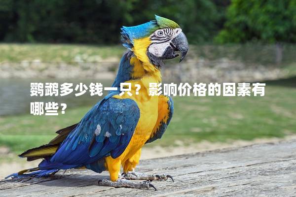 鹦鹉多少钱一只？影响价格的因素有哪些？