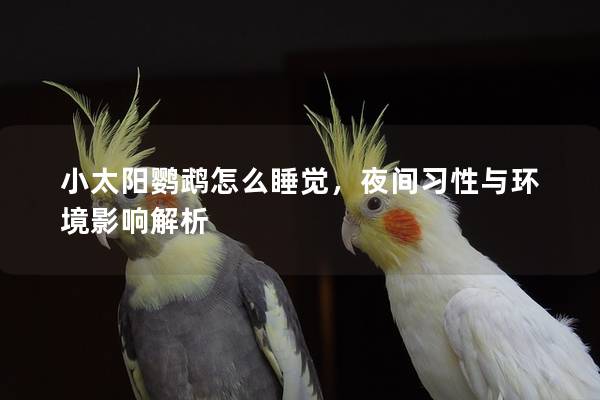 小太阳鹦鹉怎么睡觉，夜间习性与环境影响解析