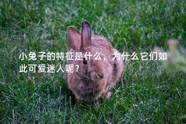 小兔子的特征是什么，为什么它们如此可爱迷人呢？